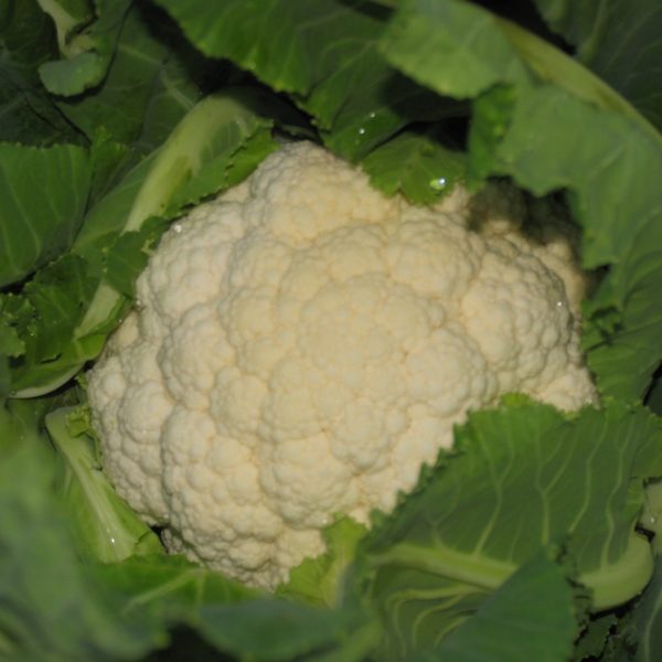 Cauliflower Fargo F1 Pack Kings's Vegetable Seeds