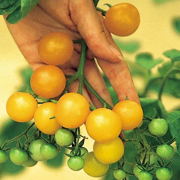 Tomato Yellow 'Ildi' Kings's Pack Vegetable Seeds