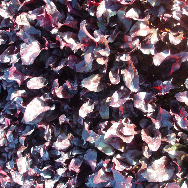 Salad Leaf Beetroot Bulls Blood Pack Kings's Seeds