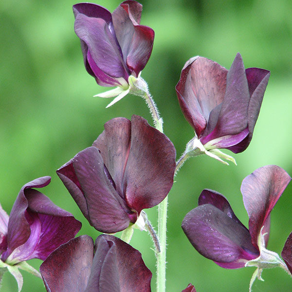 Sweet Pea 'Almost Black' Kings Quality Flower Seeds