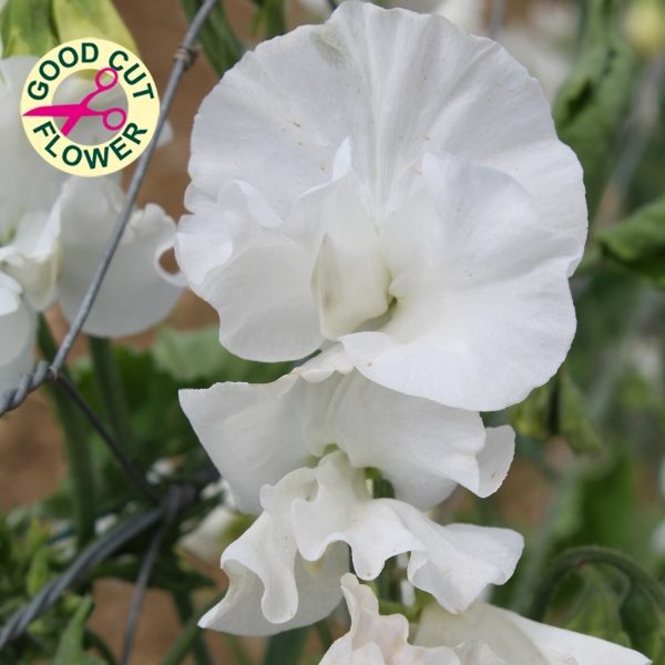 Sweet Pea 'White Frills' Kings Quality Flower Seeds