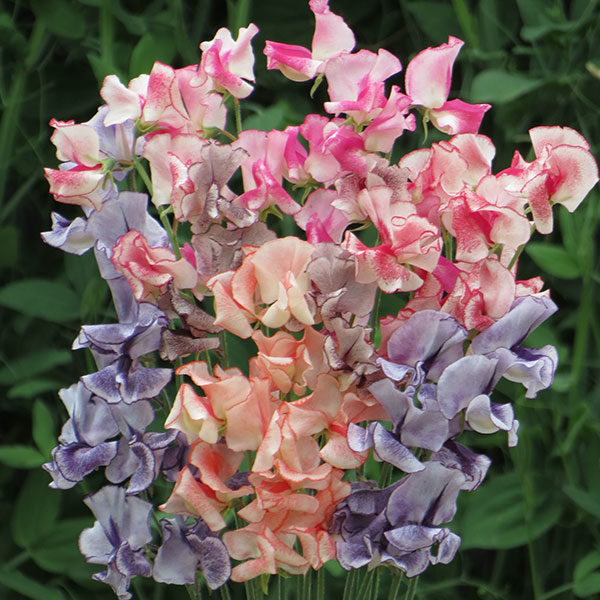 Sweet Pea 'Mixed Stripes' Kings Quality Flower Seeds