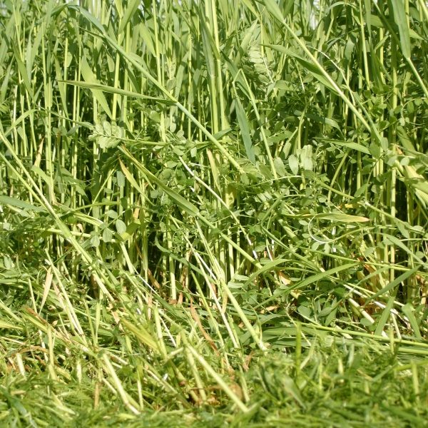 Green Manures Seed 'Winter Mix' Pack King's Seeds