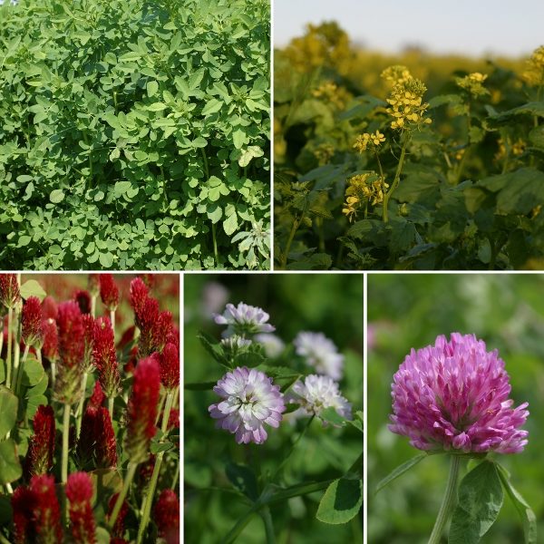 Green Manures Seed 'Summer Mix Quick Fix' Pack King's Seeds