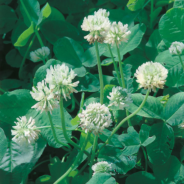 Green Manures 'White Clover' Pack Kings Seeds