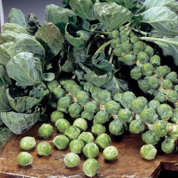 Brussels Sprout 'Maximus F1' RHS Pack Kings Vegetable Seed