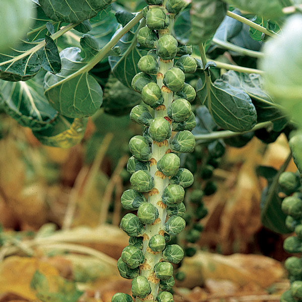 Brussels Sprout 'Maximus F1' RHS Pack Kings Vegetable Seed