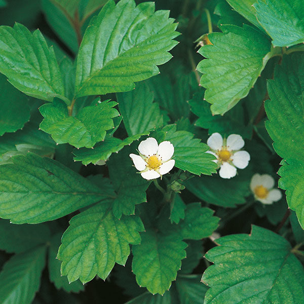 Alpine Strawberry Alexandria Pack Suffolk Herbs Garden Seeds