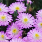 Delosperma Jewel of Desert 'Mixed' Perennial Garden Plug Plants Pack x6