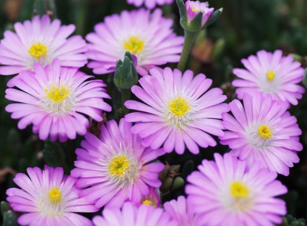 Delosperma Jewel of Desert 'Mixed' Perennial Garden Plug Plants Pack x6