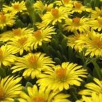 Delosperma Jewel of Desert 'Mixed' Perennial Garden Plug Plants Pack x6