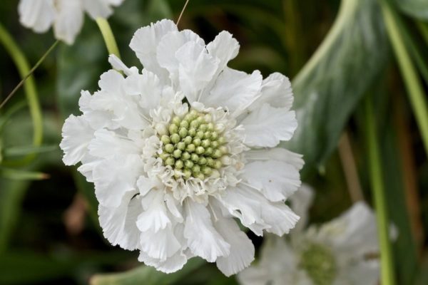 Scabiosa (PinCushion) Scabious 'Fama White' Perennial Garden Plug Plants Pack x6