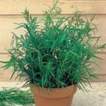 Russian Tarragon King's Quality Pack Herb Seeds