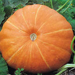 Pumpkin 'Hundredweight' King's Quality Pack Vegetable Seeds