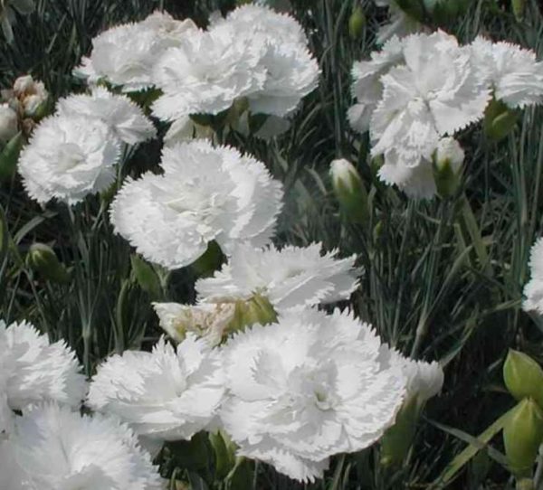 Dianthus / Pinks 'Haytor White' Perennial Garden Plug Plants Pack x6
