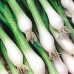 Spring Onion 'White Lisbon' Pack Kings Seeds