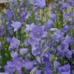 Campanula 'Persicifolia Blue' Perennial Garden Plug Plants Pack x6
