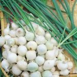 Onion 'Paris Silverskin' Pack Kings Vegetable Seeds