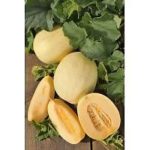Melon 'Emir F1' Pack King's Seeds RHS AGM