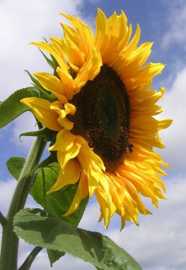 Sunflower 'Giant Single' Pack Kings Quality Flower Seeds