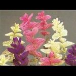 'Sage' Painted (Salvia Horminum) Garden Herb Seeds Suffolk Herbs