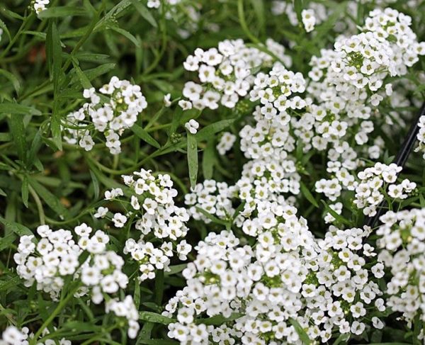 Alyssum White 'Carpet of Snow' Pack King's Quality Seeds