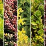 Sedum 'Mixed Varieties' Garden Plug Plants Special Offer Pack x12 !
