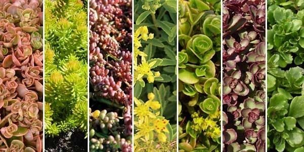 Sedum 'Mixed Varieties' Garden Plug Plants Special Offer Pack x12 !