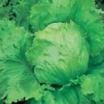 Lettuce Iceberg 'Saladin' Pack King's Vegetable Seeds