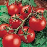 Tomato 'Moneymaker' Pack Kings Vegetable Seeds