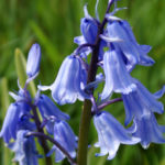 Wildflowers Range 'Bluebell' Pack Kings Seed
