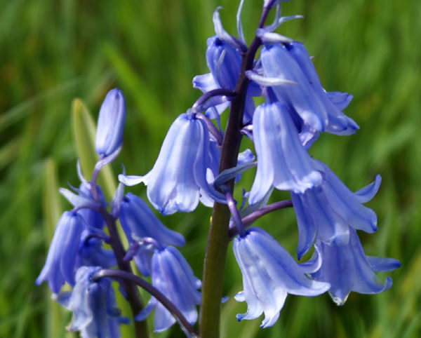 Wildflowers Range 'Bluebell' Pack Kings Seed