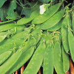 Pea 'Oregon Sugar Pod' (RHS Award of Garden Merit) Pack Kings Seeds