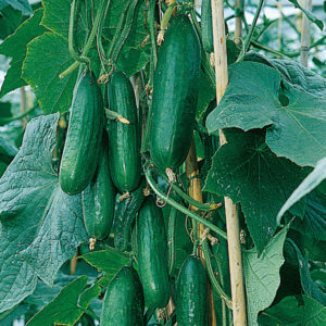 Cucumber Passandra F1 All Female Pack King's Seeds
