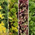 Sedum 'Mixed Varieties' Garden Plug Plants Special Offer Pack x12 !