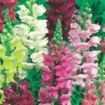 Antirrhinum 'Snap Happy' Mixed Pack Kings Flower Seeds