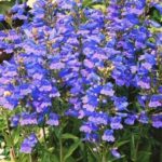 Penstemon 'Heavenly Blue' Perennial Garden Plug Plants Pack x6
