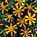 French Marigold 'Mr Majestic' Pack Kings Quality Seeds
