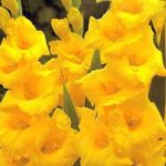 Gladioli 'Nova Lux' Summer Flowering Bulbs WPC Prins Quality Pack x10