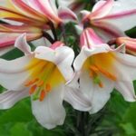 Lilly Lillium 'Regale' Bulb WPC Prins Summer Flowering Bulbs Pack x2