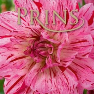 Special Cactus Dahlia /'Tahiti Sunrise/' W.P.C Prins Quality Bulbs /& Tubers