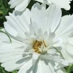 Cosmos 'White Purity' Pack King's Quality Flower Seeds