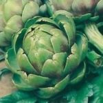 Artichoke 'Green Globe' Pack King's Seeds
