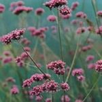 Verbena Bonariensis Perennial Flower Pack King's Seeds