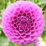 Dahlia Pom Pom Stolze von Berlin WPC Prins Summer Bulbs & Tubers