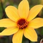 Dahlia Tuber Bronze Leaf Dahlia 'Bishop of York' Quality Bulbs