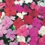 Impatiens (Bizzie Lizzie) Super Eflin Mix F1 Pack Kings Seeds