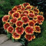Gaillardia 'Arizona Sun' Perennial Garden Plug Plants Pack x6