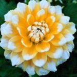 Dahlia Bulb/Tuber Decorative 'Seattle' WPC Prins Quality Summer Bulbs