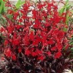 Lobelia Cardinalis Queen Victoria™ Perennial Plug Plants Pack x6